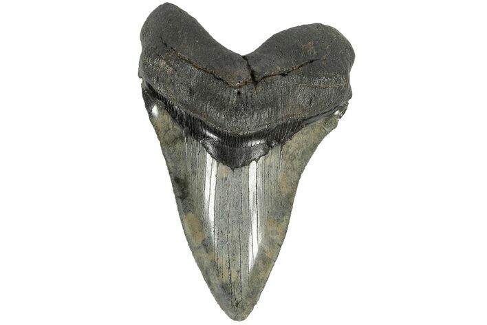 Serrated, 5.22" Fossil Megalodon Tooth - South Carolina